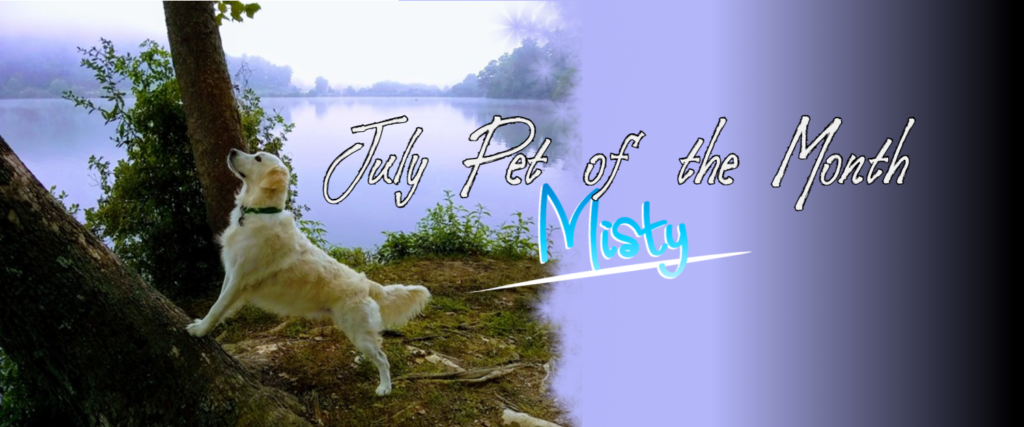july-pet-of-the-month-misty